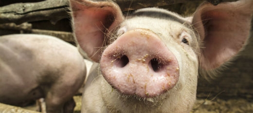 staldvarme fra klimadan