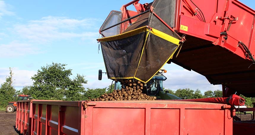 Kartoffel opbevaring