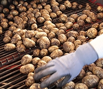 Kartofler ved optagning